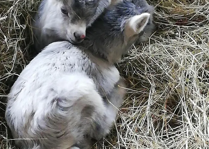 Bauernhof Bichlhof شقة